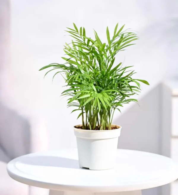 Bamboo Palm Plant in Grow Pot
