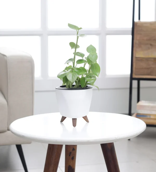 Peperomia Creeper Green Plant in White Plastic Pot